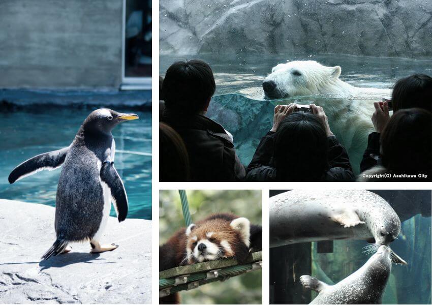 旭川動物園のイメージ